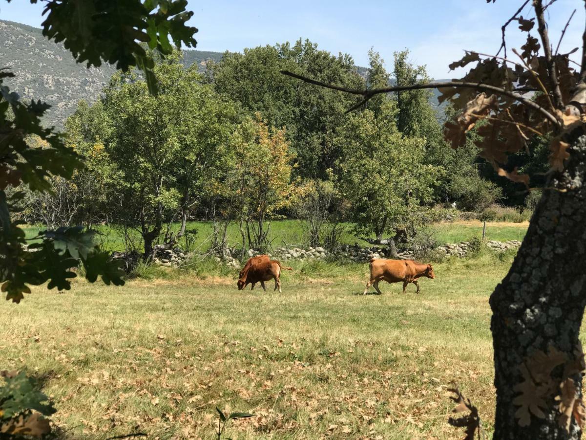 منزل الضيف Navasequilla  في Casa Sierra De Gredos المظهر الخارجي الصورة
